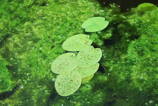 葉
