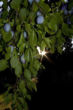 zwetschgenbaum