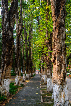 校園林蔭路