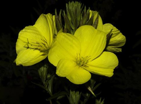 Belle de Nuit 088