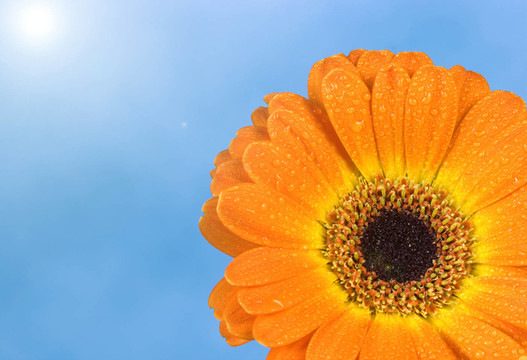 花卉
