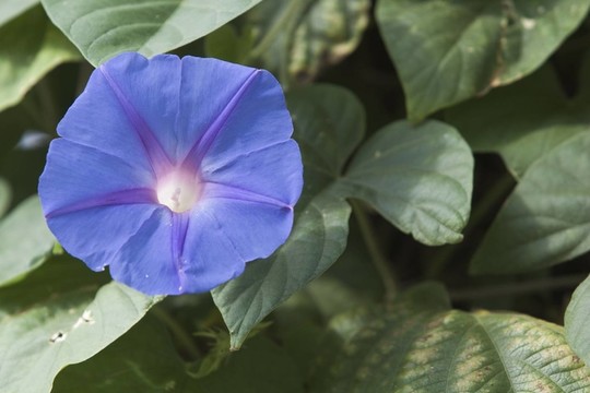 藍(lán)色