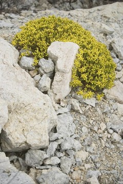 花卉
