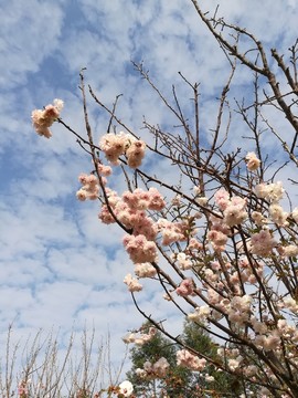櫻花