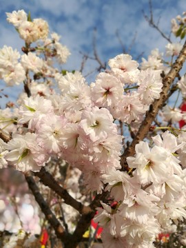 櫻花