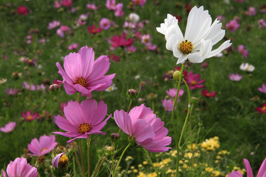 格桑花