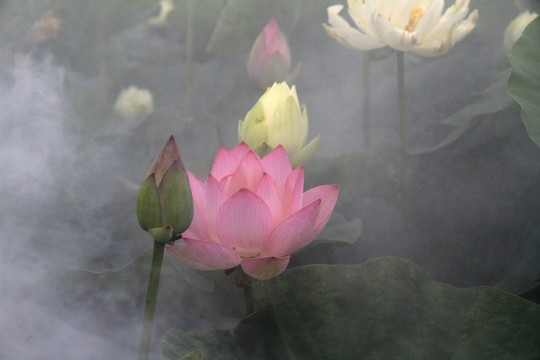荷花