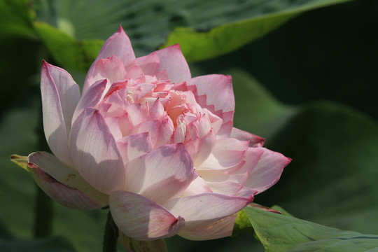 紅蓮花