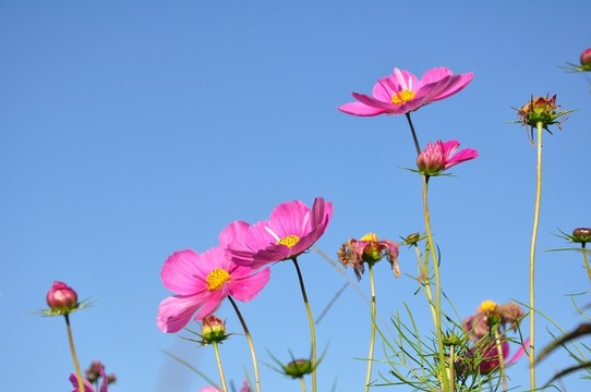 格桑花