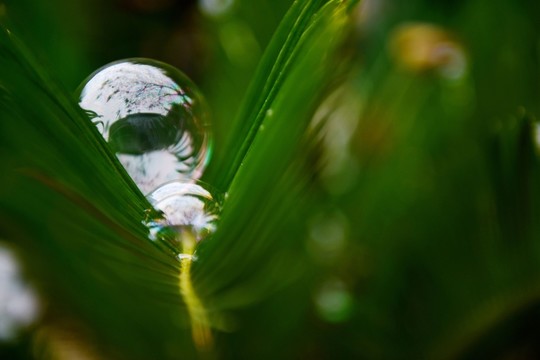鐵樹植物