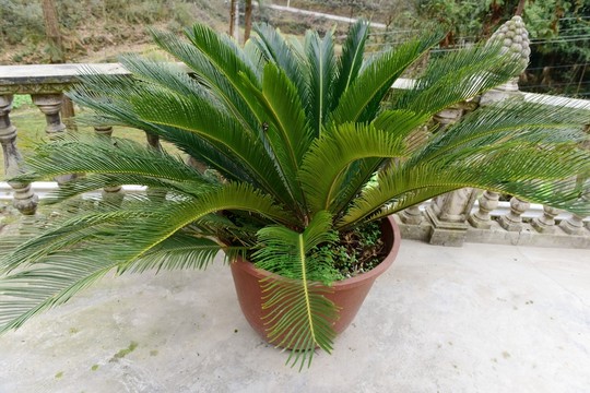 鐵樹植物