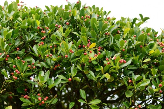 小葉黃楊植物