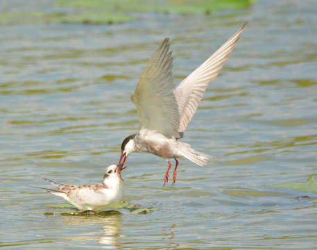 海鷗哺育幼鳥