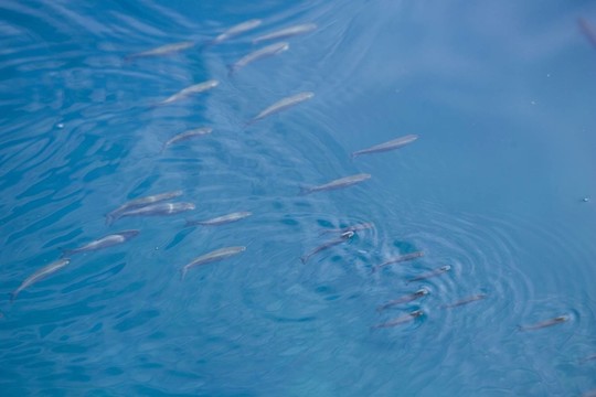 水平