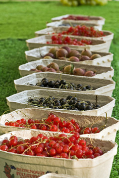 fruits 1