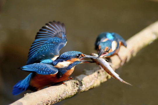 關(guān)于魚的爭(zhēng)論