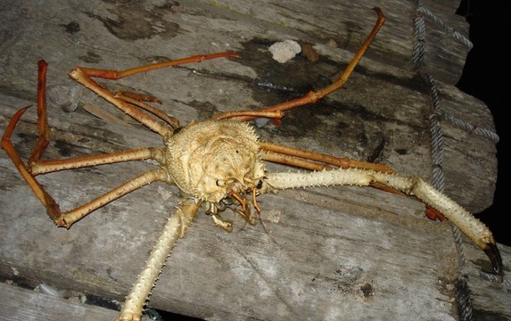 馬洛卡