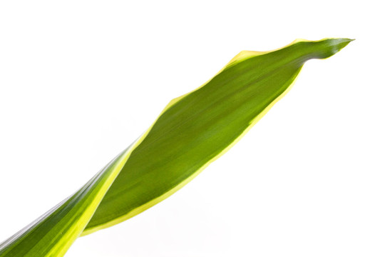 樹