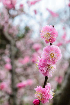 梅花