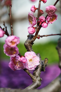 梅花