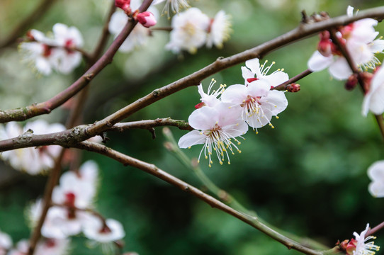 梅花