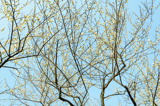 梅花山梅花
