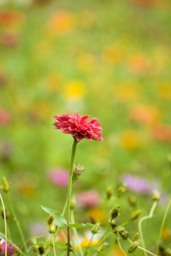 花 野花 鮮花