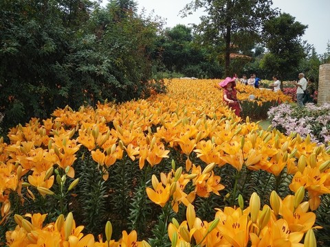 花卉