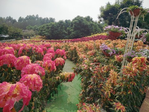 花卉
