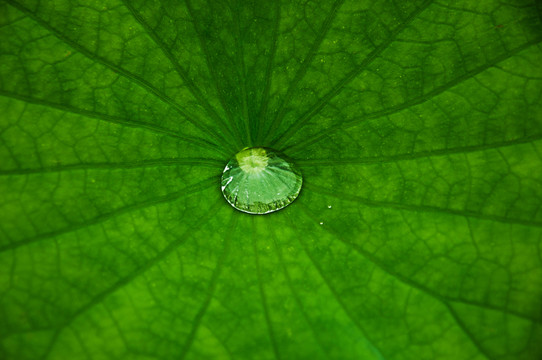 荷葉水珠
