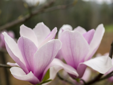玉蘭花