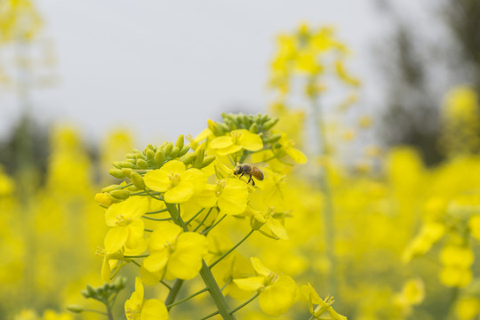 油菜花