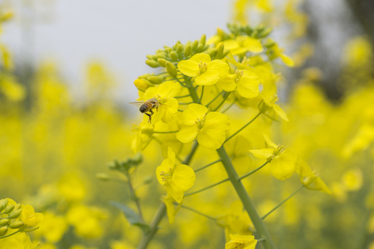 油菜花