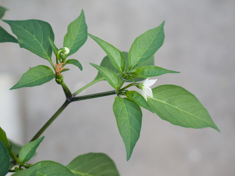 辣椒的植物形態(tài)