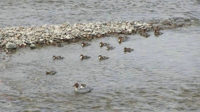 野鴨戲水