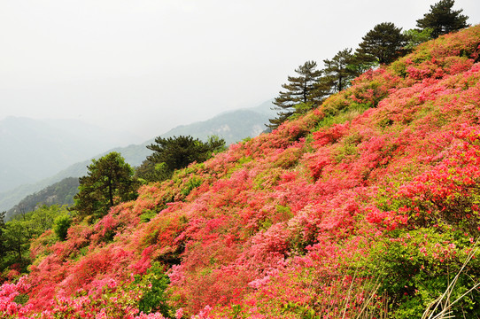 龜峰山杜鵑