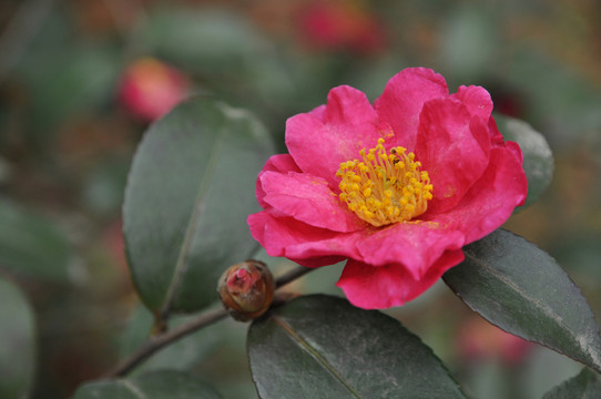 紅花