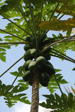木瓜樹(shù)