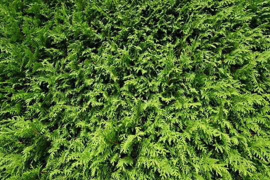 對(duì)沖