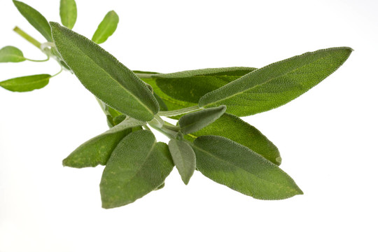 白色的鼠尾草