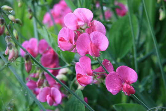 開花