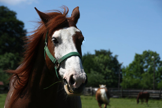 westernpferd