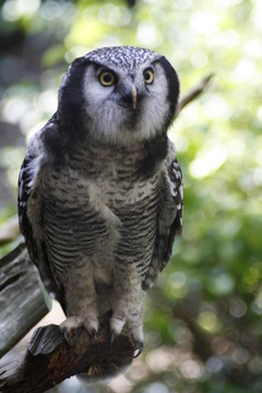 鳥眼