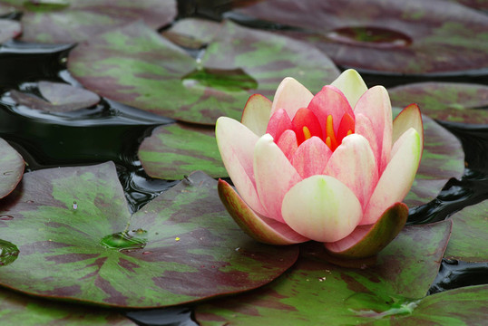 花卉