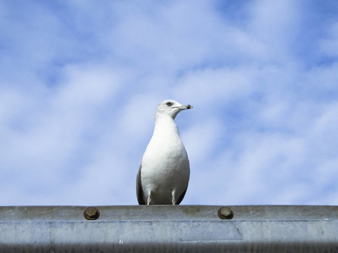 鳥