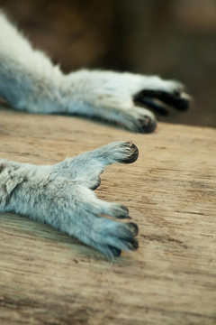 狐猴
