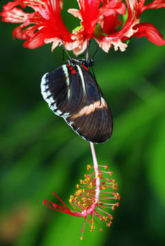 花卉