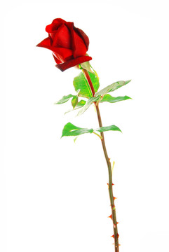 孤立的花