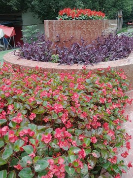 花卉