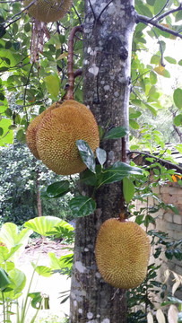 菠蘿密